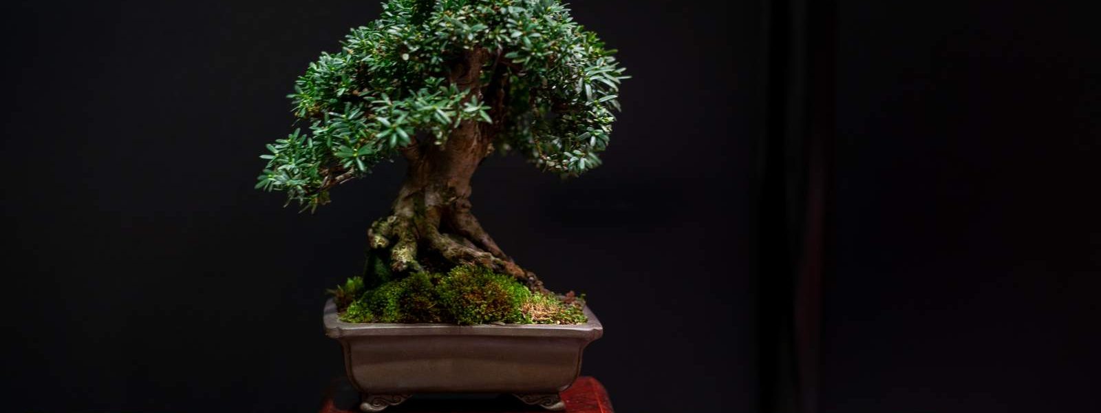 How I Improved My Mistral Bonsai In One day