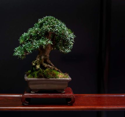 How I Improved My Mistral Bonsai In One day