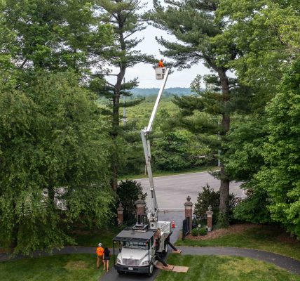 Why Tree Service After Heavy Snowfall Is Critical: Protect Your Property & Tree Health