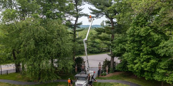 Why Tree Service After Heavy Snowfall Is Critical: Protect Your Property & Tree Health